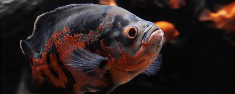 地图鱼身上腐烂是什么原因,怎么治疗 地图鱼身上腐烂是什么原因,怎么治疗