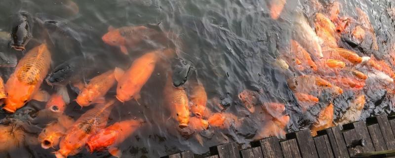 锦鲤一天喂几次最好,喂食要注意什么 锦鲤一天喂几次最好,喂食要注意什么