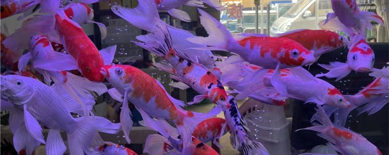 锦鲤鱼鳍烂了怎么治疗,为什么会烂鳍 锦鲤鱼鳍烂了怎么治疗,为什么会烂鳍