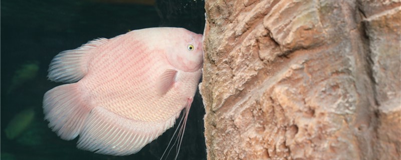 招财鱼吃食又吐出来是怎么回事,怎么治疗 招财鱼吃食又吐出来是怎么回事,怎么治疗