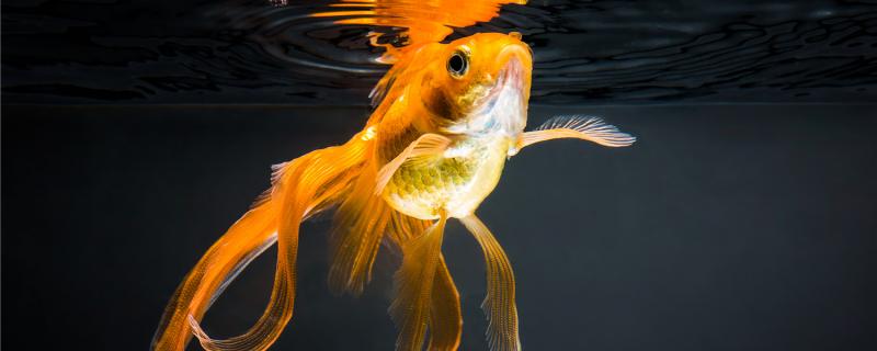 金鱼尾巴溃烂的原因,最简单的治疗方法 金鱼尾巴溃烂的原因,最简单的治疗方法
