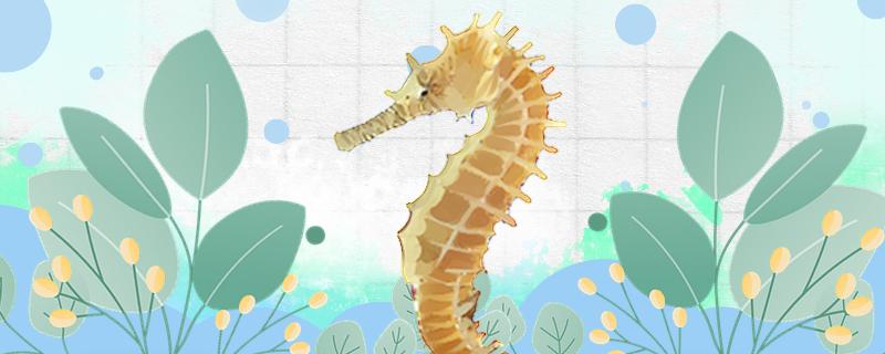 海马是胎生吗,有哪些特点 海马是胎生吗,有哪些特点