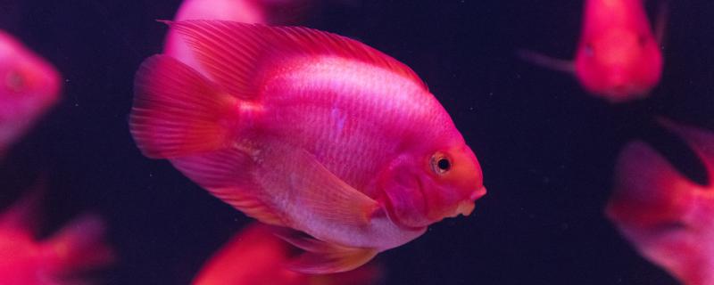 鹦鹉鱼适宜的温度是多少度,怎么养长得好 鹦鹉鱼适宜的温度是多少度,怎么养长得好