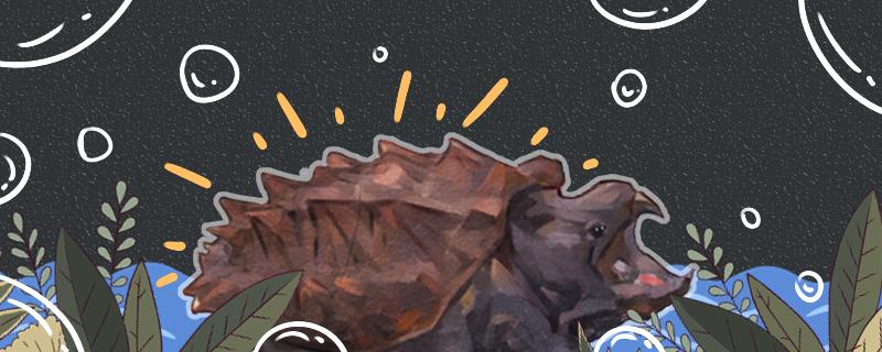 大鳄龟用什么缸养合适，需要装饰吗