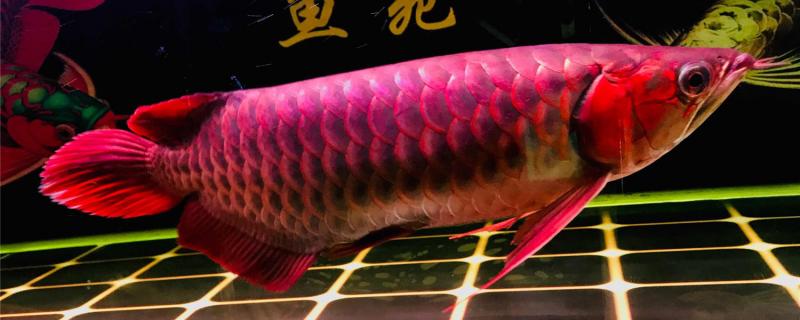 红龙鱼怎么分辨公母,公母能放在一起养吗 红龙鱼怎么分辨公母,公母能放在一起养吗