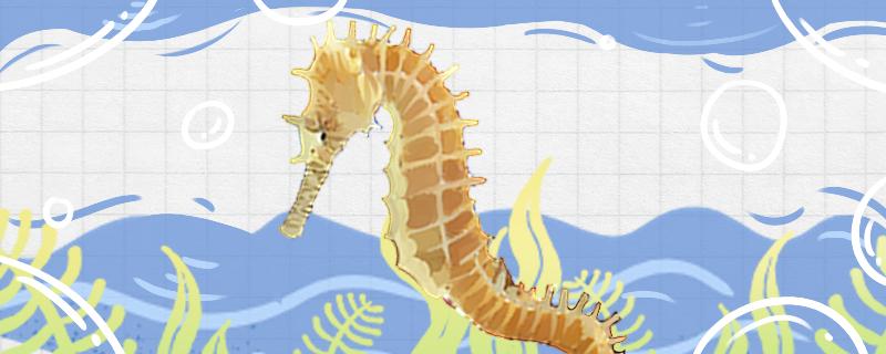 为什么海马是爸爸生孩子呢?如何生孩子 为什么海马是爸爸生孩子呢?如何生孩子