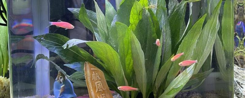 鱼缸杀菌灯白天开还是晚上开,杀菌灯有什么用 鱼缸杀菌灯白天开还是晚上开,杀菌灯有什么用