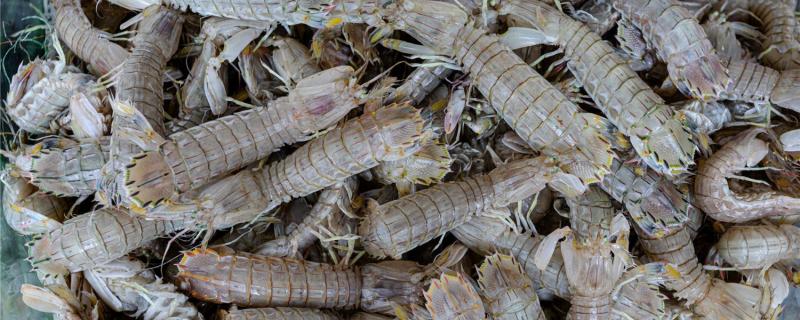 皮皮虾怎么养活一晚,在淡水中能活多久 皮皮虾怎么养活一晚,在淡水中能活多久