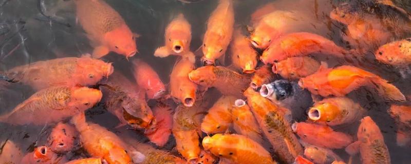 鱼缸适合养锦鲤吗，鱼缸养锦鲤怎么养