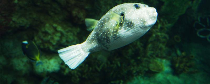 海水河豚鱼怎么养,怎么喂食 海水河豚鱼怎么养,怎么喂食