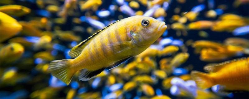 三湖慈鲷多大可以繁殖,多久繁殖一次 三湖慈鲷多大可以繁殖,多久繁殖一次