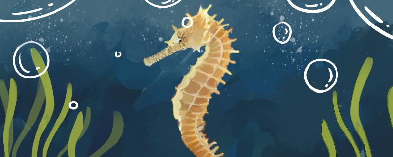 海马是爸爸生的还是妈妈生的,海马爸爸怎么生孩子 海马是爸爸生的还是妈妈生的,海马爸爸怎么生孩子