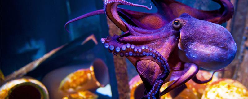 如何饲养章鱼,如何给章鱼喂食 如何饲养章鱼,如何给章鱼喂食