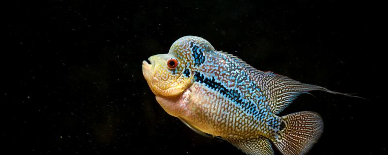 罗汉鱼苗怎么养才会起头,什么时候起头 罗汉鱼苗怎么养才会起头,什么时候起头