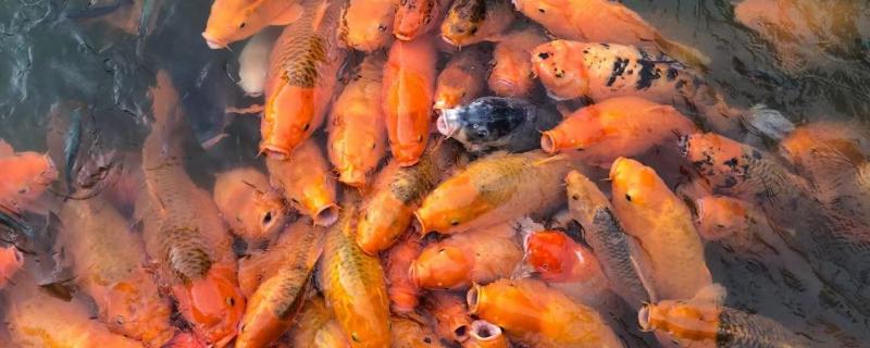 鱼塘什么时候不需要喂食，鱼塘怎么喂食