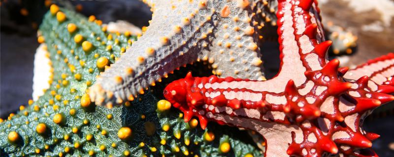 海星吃什么食物长大,有什么特点 海星吃什么食物长大,有什么特点