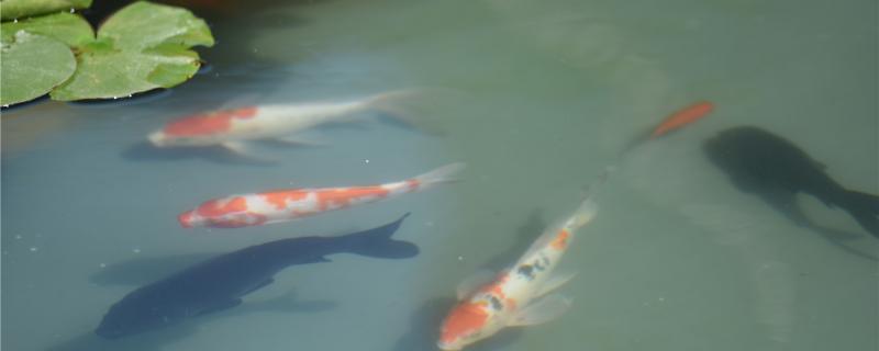 锦鲤要打氧气吗,打氧有什么好处 锦鲤要打氧气吗,打氧有什么好处