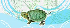巴西龟是乌龟吗，应该怎么饲养