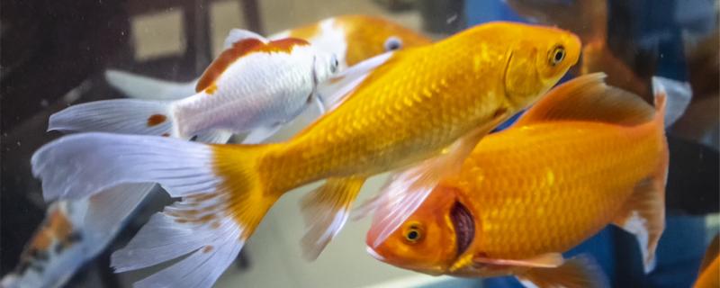 金鱼头上有白色絮状物是什么原因,怎么治 金鱼头上有白色絮状物是什么原因,怎么治