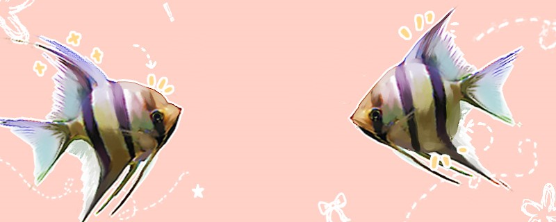 神仙鱼多久繁殖一次,多大可以繁殖 神仙鱼多久繁殖一次,多大可以繁殖