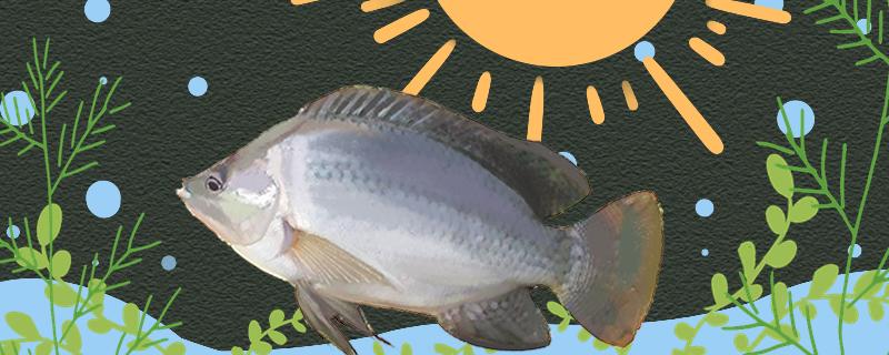 太阳鱼是不是罗非鱼,有什么区别 太阳鱼是不是罗非鱼,有什么区别