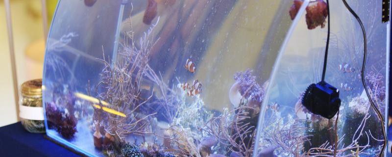 观赏鱼用一直打氧吗,养什么鱼不用打氧 观赏鱼用一直打氧吗,养什么鱼不用打氧