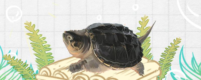 哪些龟可以深水养,深水龟有什么品种 哪些龟可以深水养,深水龟有什么品种