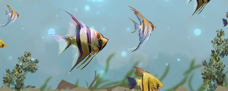 神仙鱼多久换一次水,用什么水养好 神仙鱼多久换一次水,用什么水养好