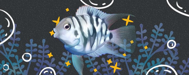 30方缸养什么鱼,小鱼缸养什么鱼比较好 30方缸养什么鱼,小鱼缸养什么鱼比较好