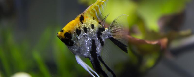 神仙鱼可以吃孔雀鱼饲料吗,喂什么食物好 神仙鱼可以吃孔雀鱼饲料吗,喂什么食物好