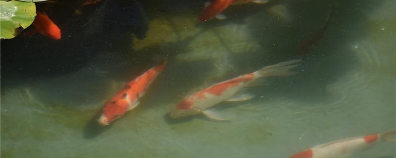 锦鲤寿命有多长时间,怎么养活得长 锦鲤寿命有多长时间,怎么养活得长