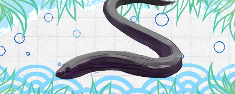 蛇鳗和黄鳝的区别,可以吃吗 蛇鳗和黄鳝的区别,可以吃吗