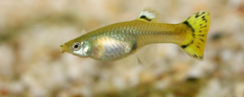 孔雀鱼需要打氧吗,缺氧会死吗 孔雀鱼需要打氧吗,缺氧会死吗