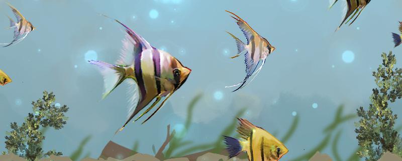 怎么才能养好神仙鱼, 养神仙鱼要注意什么 怎么才能养好神仙鱼, 养神仙鱼要注意什么