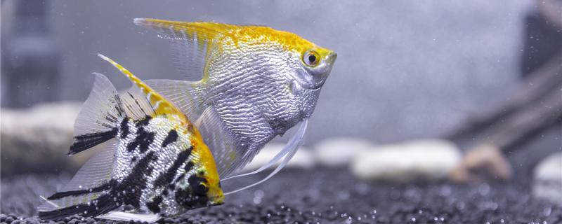 燕鱼养几条比较好,怎么养比较好 燕鱼养几条比较好,怎么养比较好