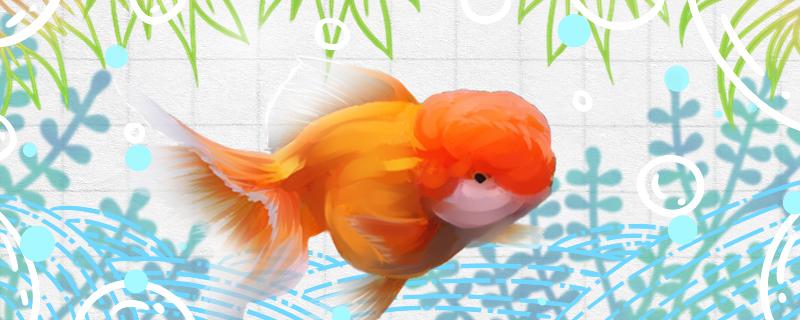 狮子头金鱼寿命有多长,能长多大 狮子头金鱼寿命有多长,能长多大