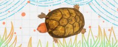 红面蛋龟苗怎么看品相，怎么养
