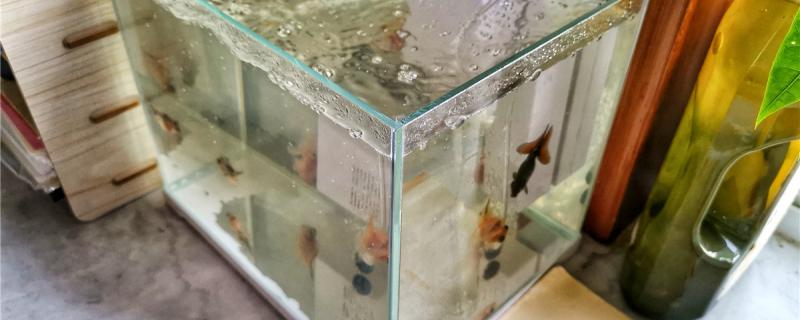 观赏鱼浮出水面张嘴是怎么了,鱼缺氧了怎么办 观赏鱼浮出水面张嘴是怎么了,鱼缺氧了怎么办