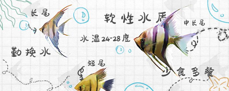 神仙鱼好不好养,怎么养 神仙鱼好不好养,怎么养