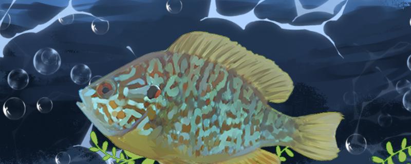 太阳鱼是淡水鱼还是海水鱼,可以在海水中生活吗 太阳鱼是淡水鱼还是海水鱼,可以在海水中生活吗