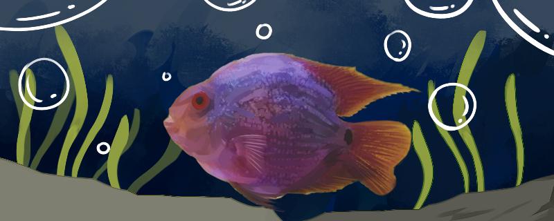 鹦鹉鱼和神仙鱼可以一起混养吗，能和什么鱼混养