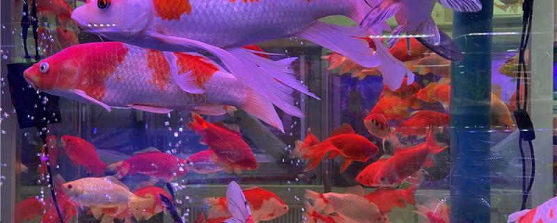 红白锦鲤鱼怎么挑选，怎么饲养