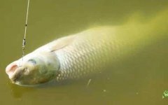 河里的草鱼怎么钓上鱼快？