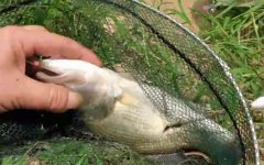 手竿钓淡水鲈鱼的方法及技巧