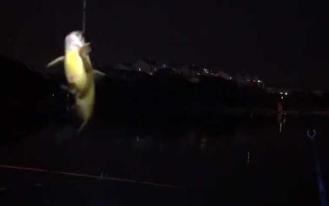 夜钓黄颡鱼