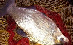 钓鳊鱼的最佳季节和时间
