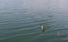 春天钓鱼打窝有什么讲究？