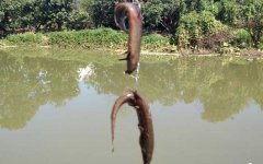 钓鱼挂泥鳅方法及注意事项