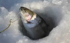 冰钓鳟鱼用什么饵料？