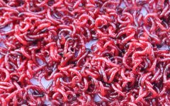 红虫钓鱼什么季节最好？
